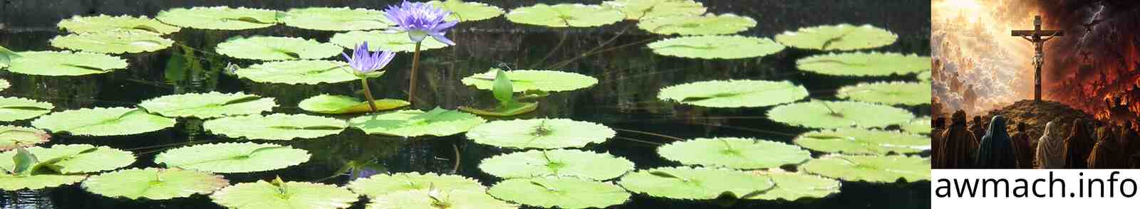 Lily pond